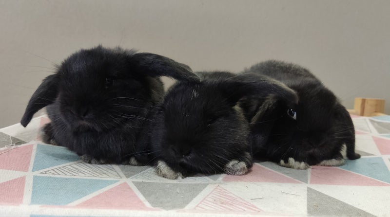Purebred Mini Lop Rabbits Carousel 2