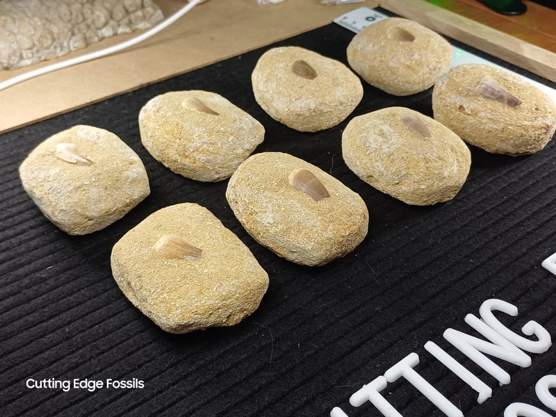 Mosasaur Fossil Tooth In Matrix Carousel 2