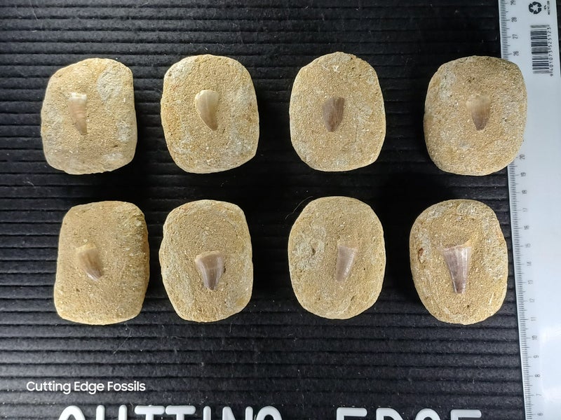 Mosasaur Fossil Tooth In Matrix Carousel 1