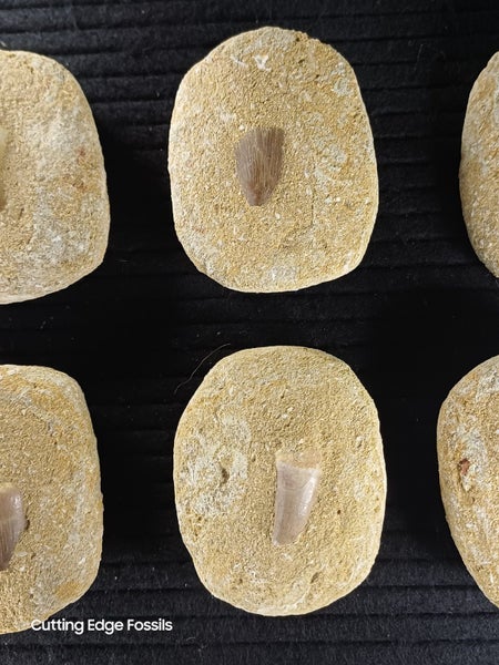 Mosasaur Fossil Tooth In Matrix Carousel 11