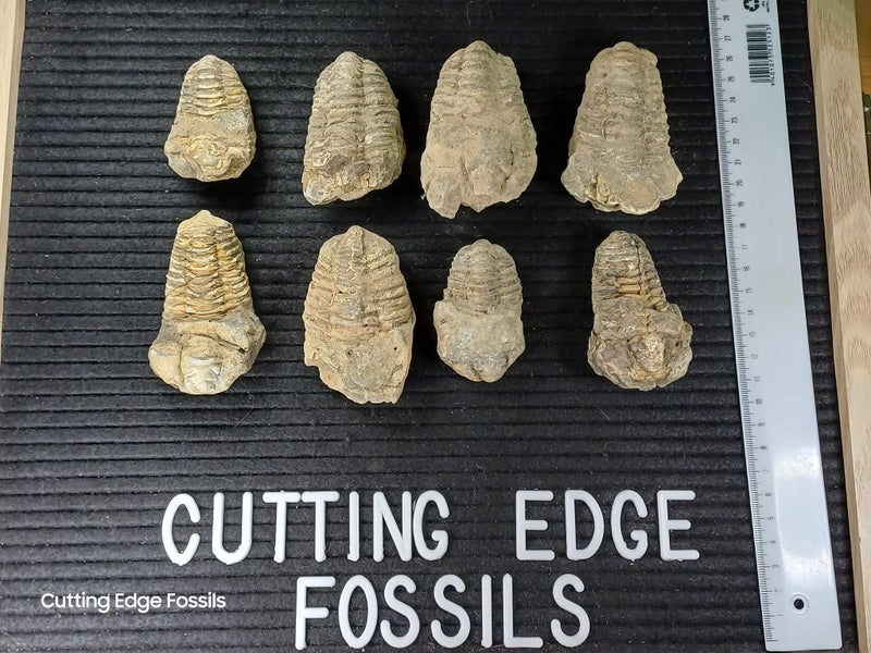 Trilobite Fossil Carousel 1
