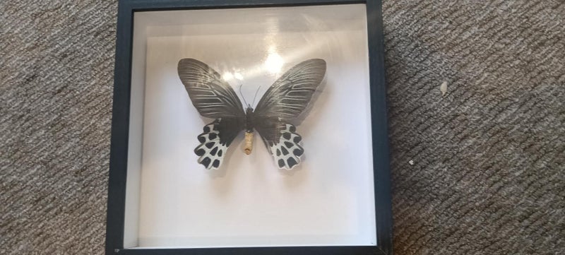 Butterflies and Moths Carousel 4