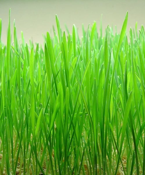 Wheatgrass Kit Carousel 1