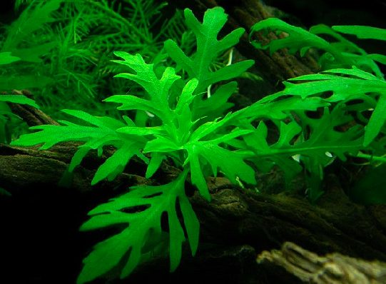 Water Wisteria Aquarium Plant - Hygrophila Difformis Carousel 2