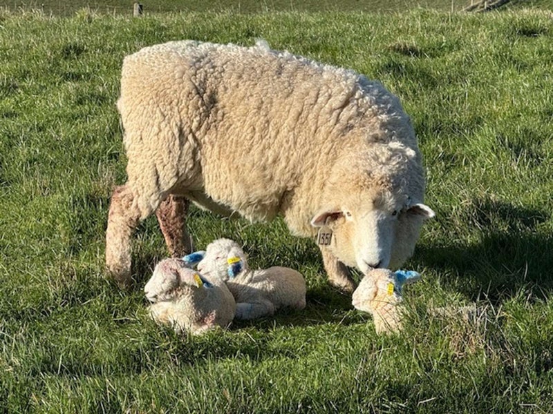 Image 1 of 40