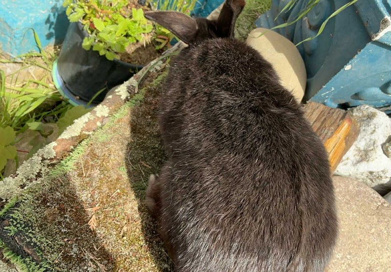 Netherland dwarf x jersey woolly x minilop adult female Carousel 5