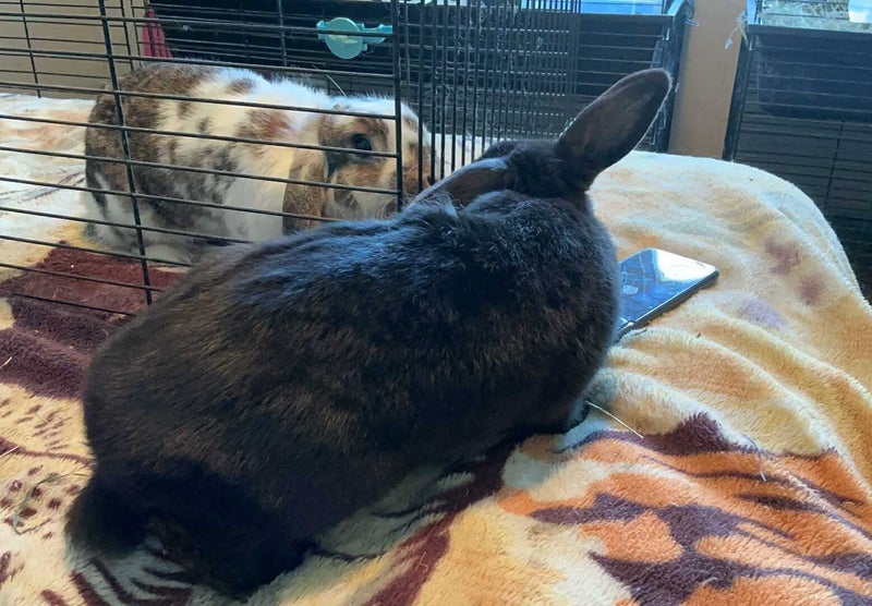 Netherland dwarf x jersey woolly x minilop adult female Carousel 2
