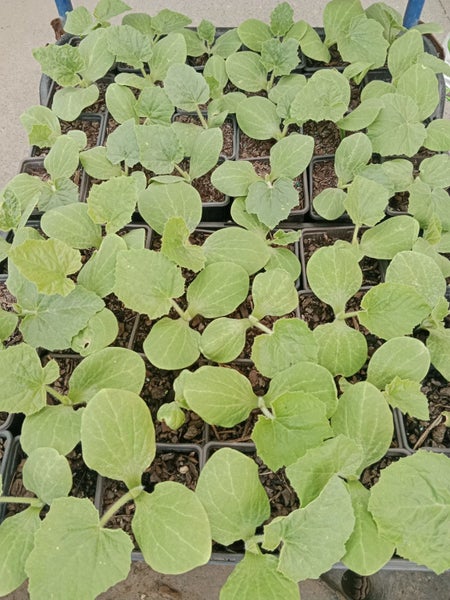 PUMPKIN 'ATLANTIC GIANT' Carousel 2