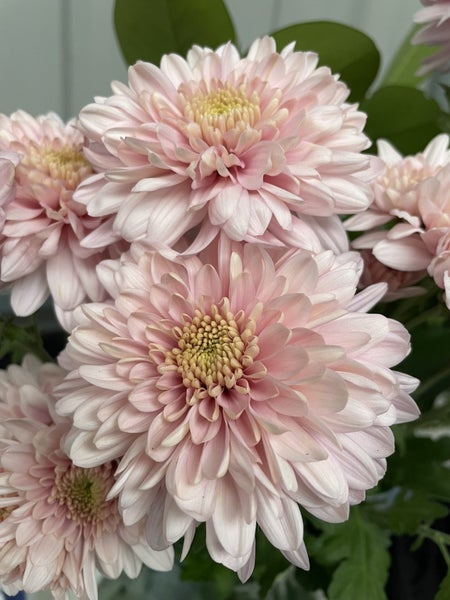 Chrysanthemum Pink Champagne Spray Carousel 2