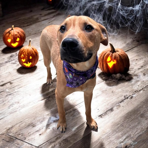 Charming Chikko Carousel 6