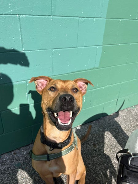 Charming Chikko Carousel 2