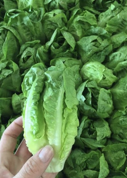 Little Gem lettuce [200 seeds] Carousel 1