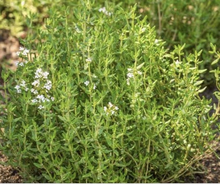 Winter/English thyme [120 seeds] Carousel 1