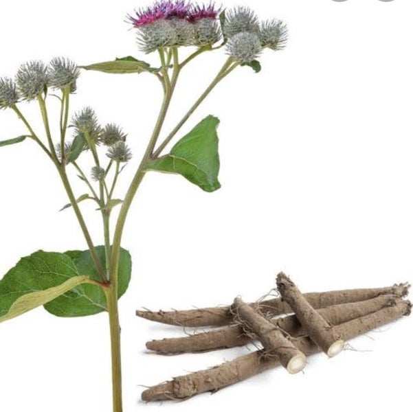 Burdock Takinogawa [35 seeds] Carousel 1