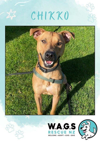 Charming Chikko Carousel 1