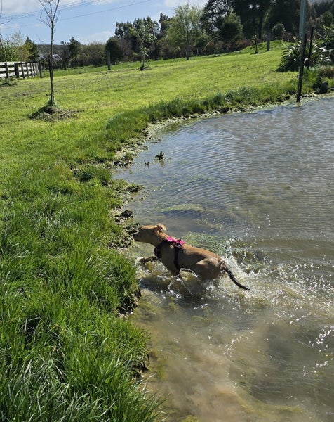Anya (Ellie's Canine Rescue & Rehome) Carousel 6