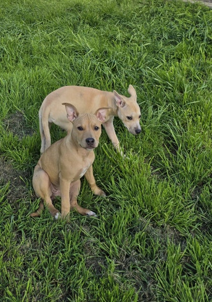 Hollie (Ellie's Canine Rescue & Rehome) Carousel 3