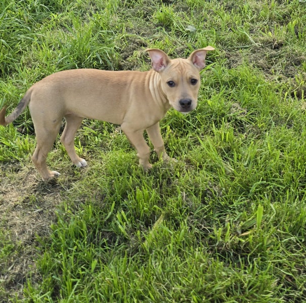 Anya (Ellie's Canine Rescue & Rehome) Carousel 9