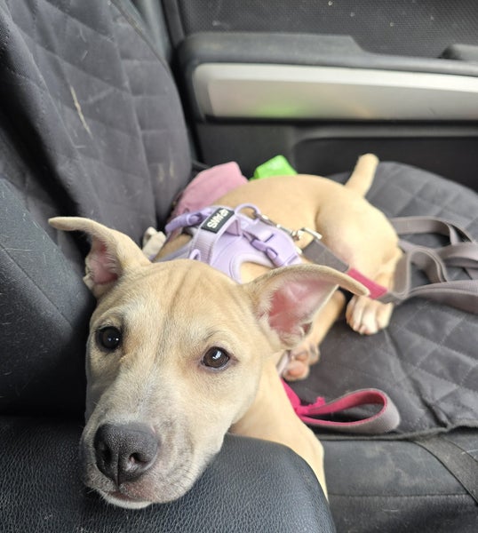 Hollie (Ellie's Canine Rescue & Rehome) Carousel 2