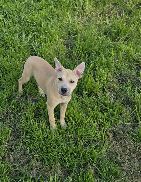 Hollie (Ellie's Canine Rescue & Rehome) Carousel 1