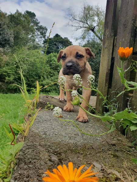Auckland Puppy Rescue - ZAZA Carousel 1
