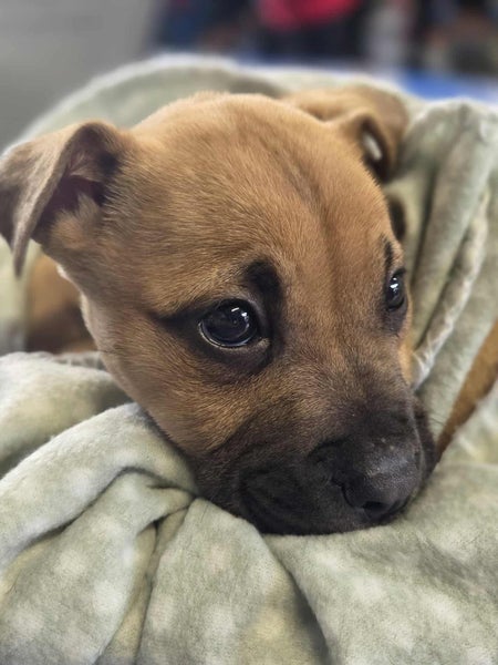 Auckland Puppy Rescue - ZAZA Carousel 9