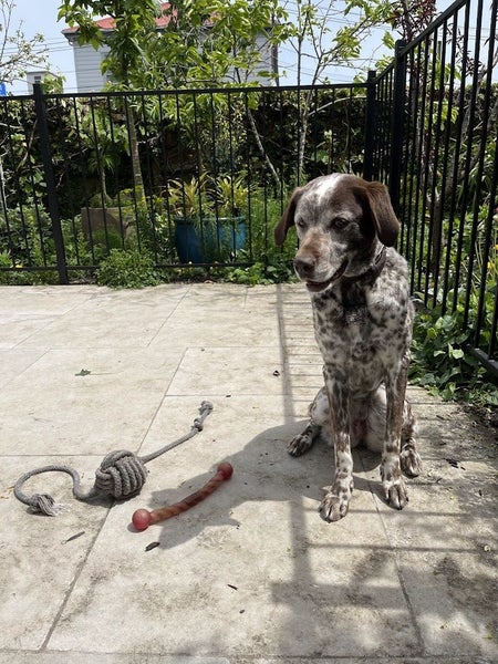 GSP Labrador Cross Carousel 2