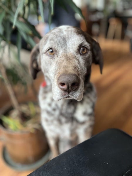 GSP Labrador Cross Carousel 1