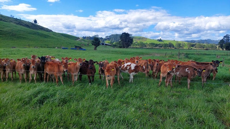 Dairy Support - As Good As It Gets!64163876742914110