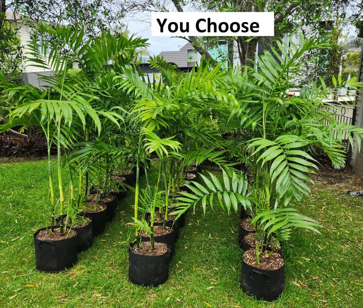 Costaricana Palm Carousel 2