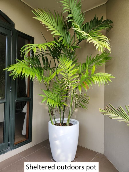 Costaricana Palm Carousel 7