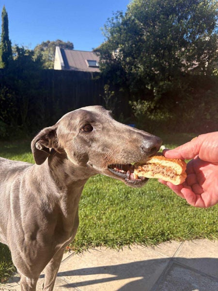Austin – Sensitive, Smart, and Stunning Blue Greyhound Carousel 1