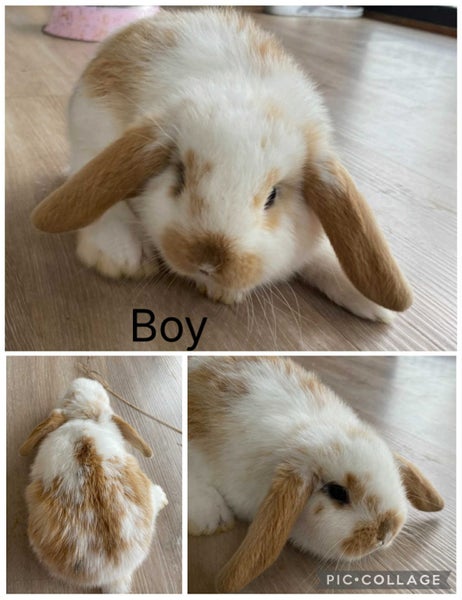 Purebred Agouti Minilop kits Carousel 2