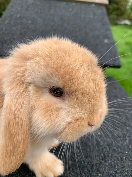 Adorable baby mini lop bunnies Carousel 2