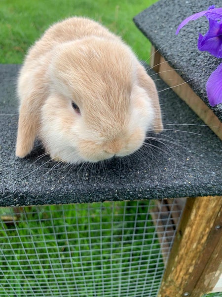 Adorable baby mini lop bunnies Carousel 1