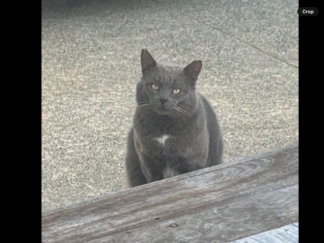 FOUND Stray Grey Male Cat Carousel 1