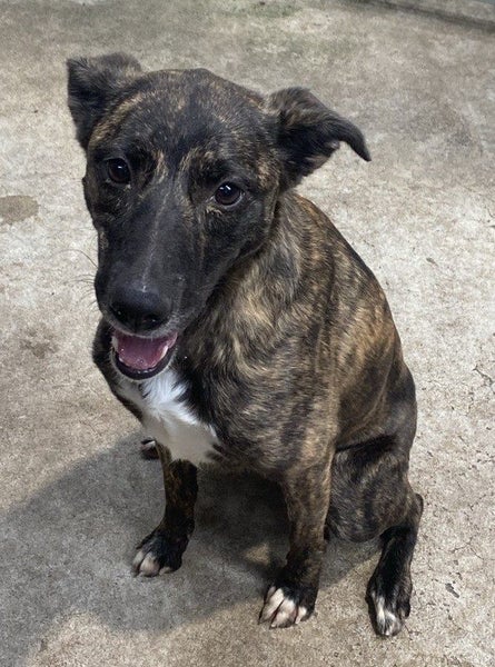 Maisey the Lurcher Carousel 2