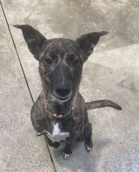 Maisey the Lurcher Carousel 1