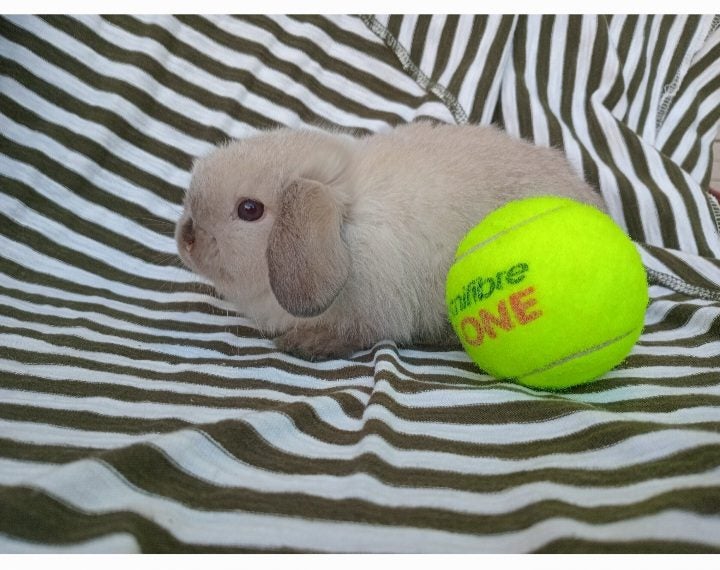 Cute purebred pedigree baby mini lop bunny rabbit Carousel 2