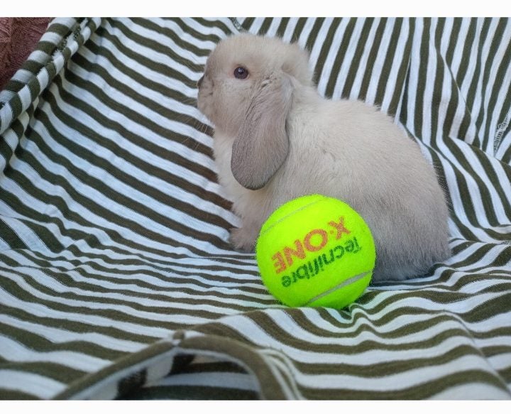 Cute purebred pedigree baby mini lop bunny rabbit Carousel 6