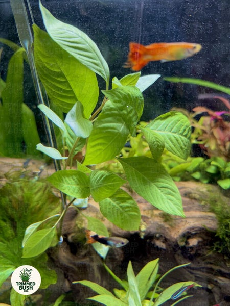 Cherry Leaf Aquarium Plant - Hygrophila Corymbosa Carousel 2