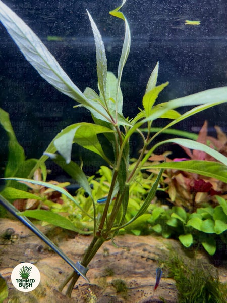 Willow Hygro Aquarium Plant - Hygrophila Angustifolia Carousel 2
