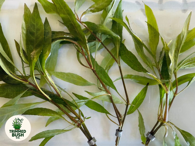 Willow Hygro Aquarium Plant - Hygrophila Angustifolia Carousel 1