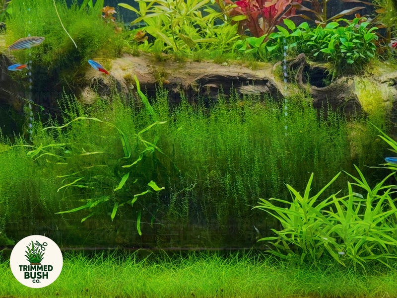 Stringy Moss Aquarium Plant - Leptodictyum Riparium Carousel 1