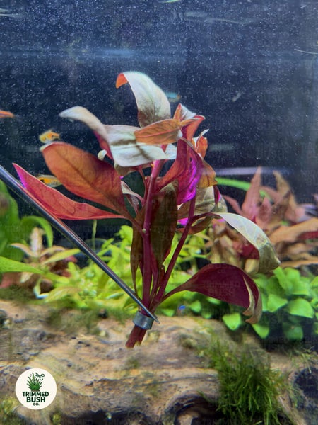 Rare - True Alternanthera Reineckii Aquarium Plant Carousel 2