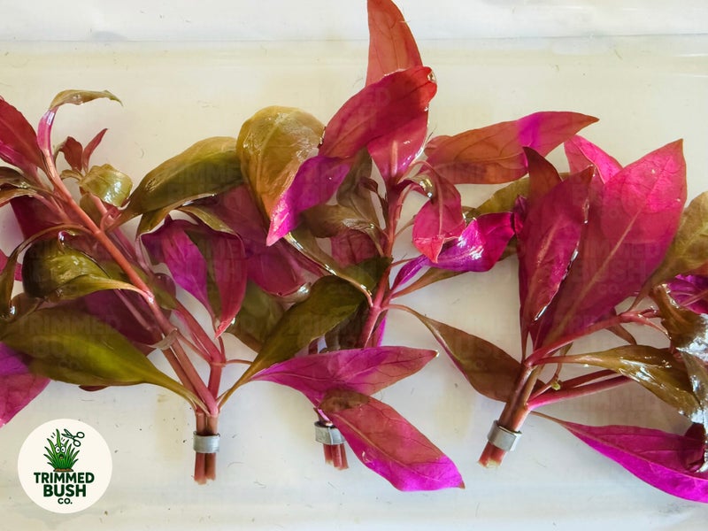 Rare - True Alternanthera Reineckii Aquarium Plant Carousel 1