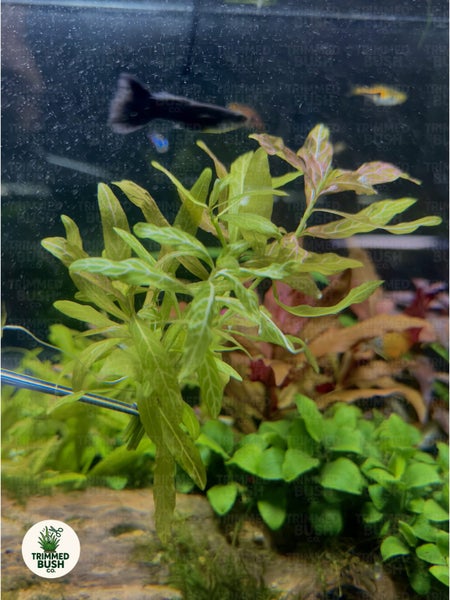 Hygrophila Polysperma 'Rosanervig' Aquarium Plant Carousel 2