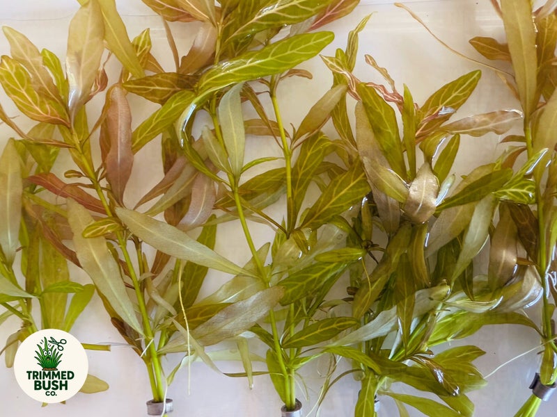 Hygrophila Polysperma 'Rosanervig' Aquarium Plant Carousel 1