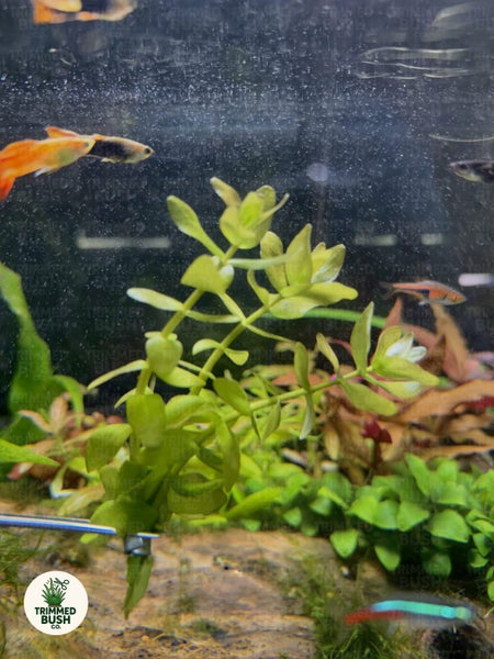 Lemon Bacopa Aquarium Plant - Bacopa Caroliniana Carousel 2