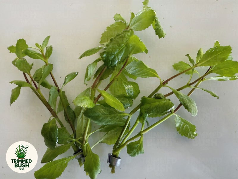 Water Wisteria Aquarium Plant - Hygrophila Difformis Carousel 1